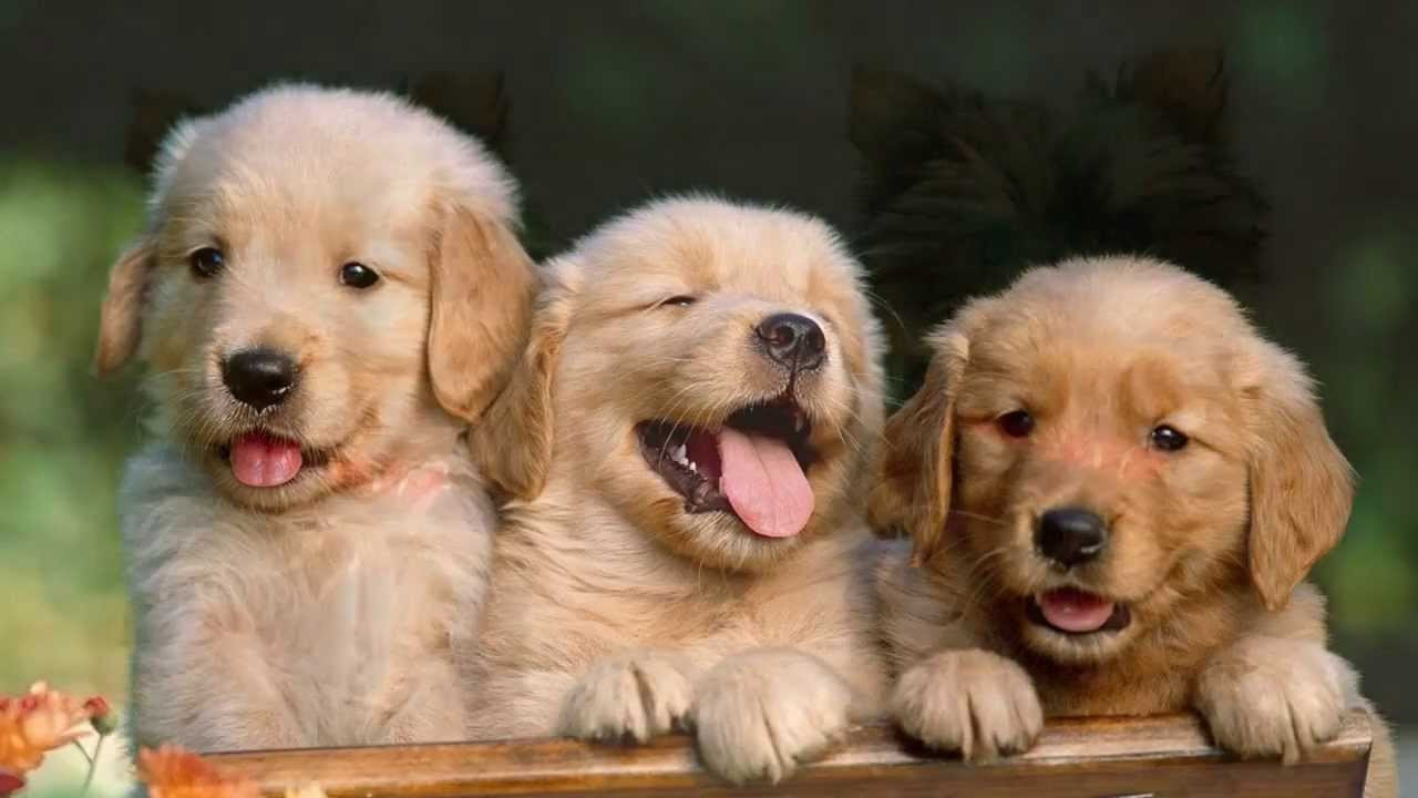Dog Birthday Card
 Happy Birthday Video Card featuring cute PUPPIES