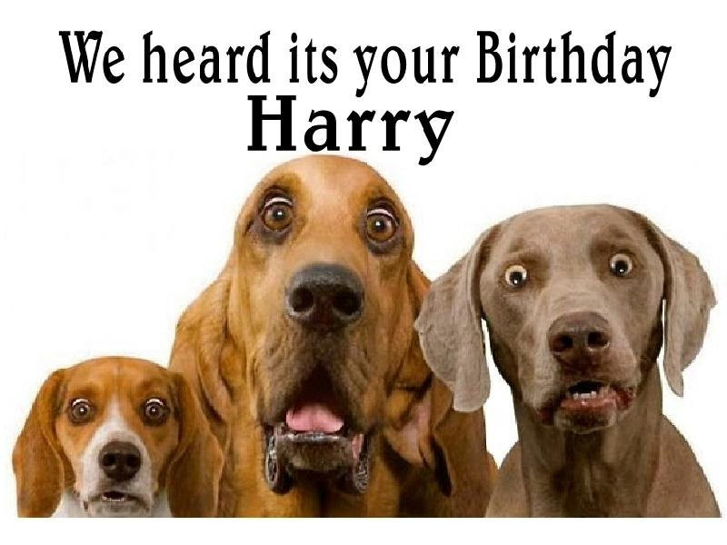 Dog Birthday Card
 funny cute Surprised dogs birthday Card Personalised funny