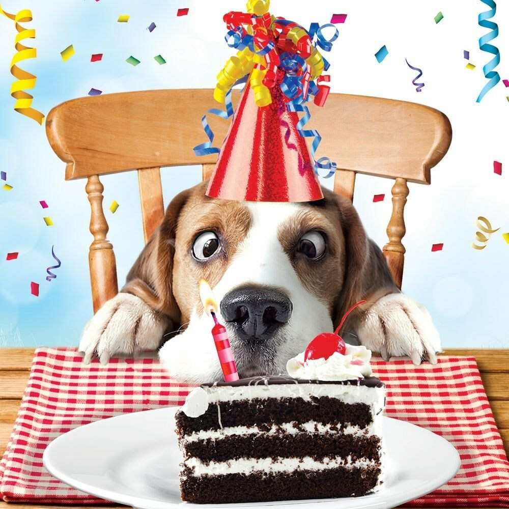 Dog Birthday Card
 Beagle Luxury Glitter Funny Birthday Greeting Card Dog