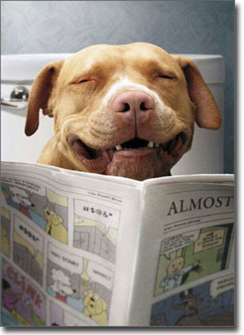 Dog Birthday Card
 Dog Reading Funnies Funny Birthday Card Greeting Card by