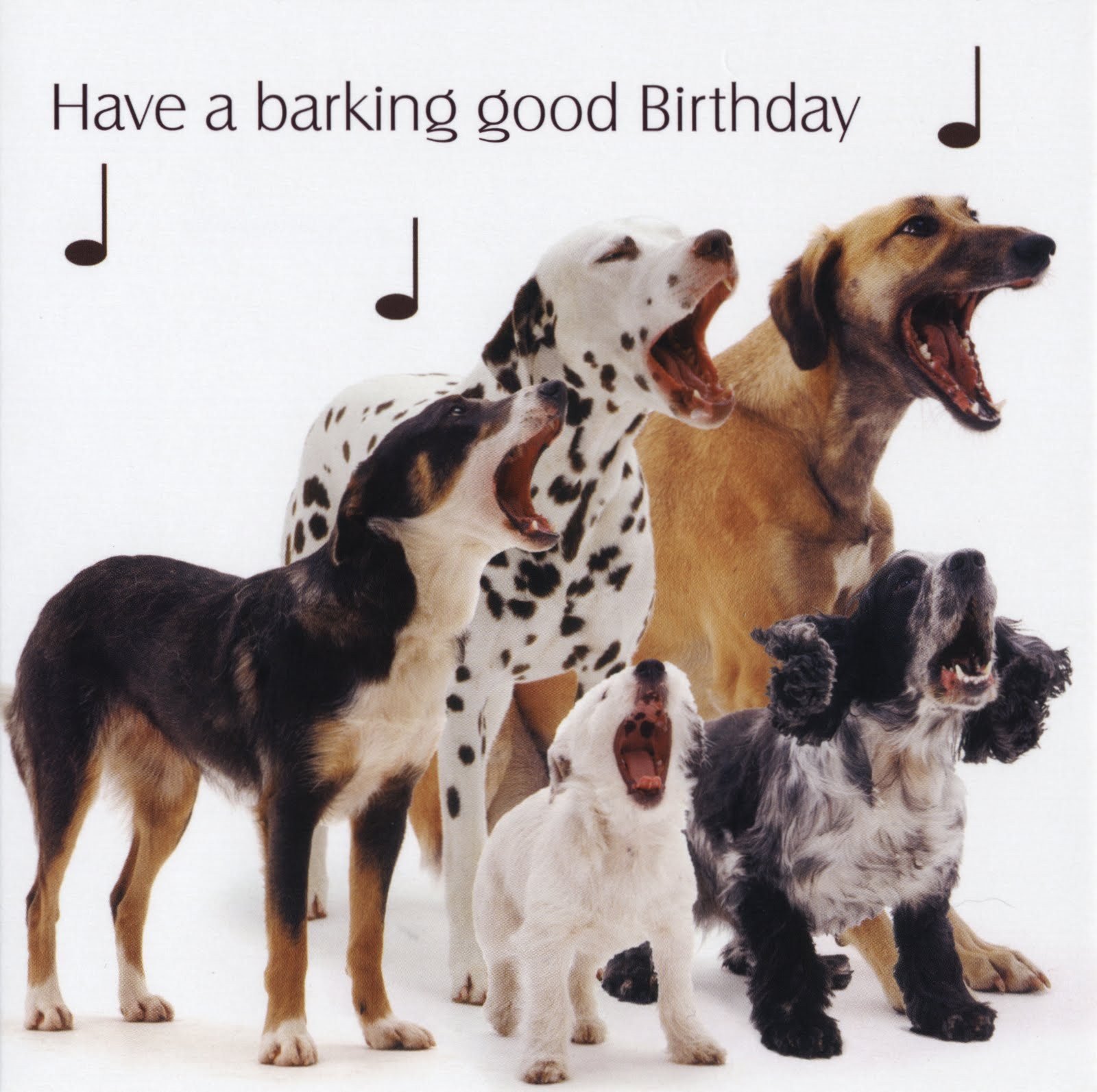 Dog Birthday Card
 Geoffrey Woollard 4 South East Cambridgeshire Some nice