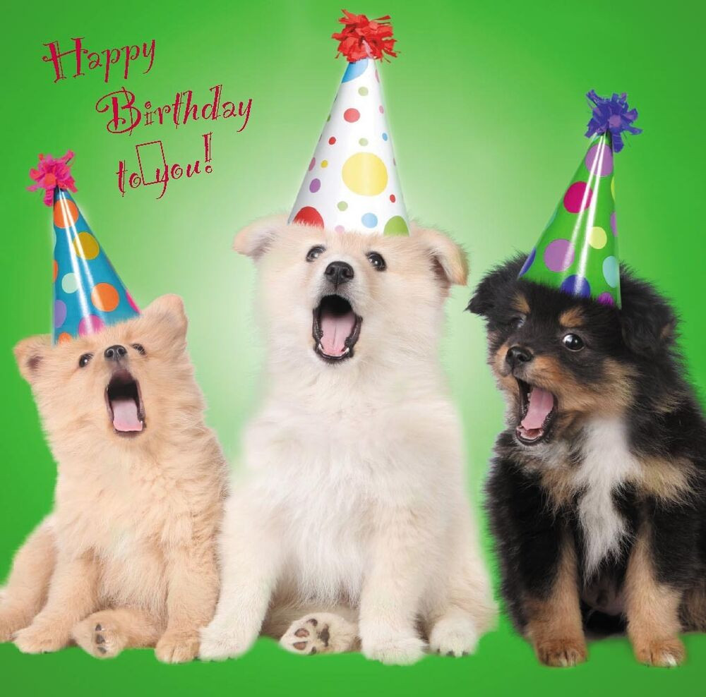 Dog Birthday Card
 Birthday Cards Cute Dogs Puppies Perfect for Mum Sister