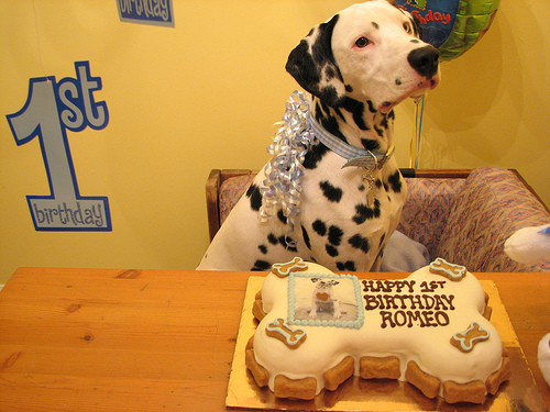 Dog Birthday Gift Ideas
 Ideas For Celebrating Your Dog s Birthday Great Ideas to