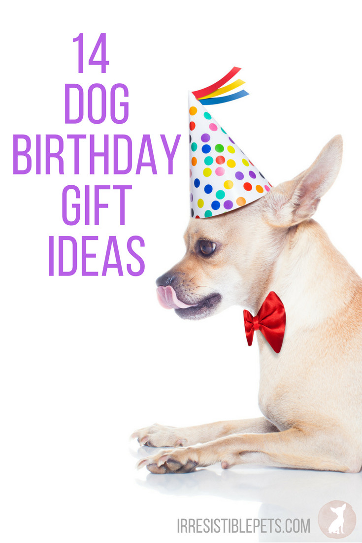 Dog Birthday Gift Ideas
 14 Dog Birthday Gift Ideas Irresistible Pets