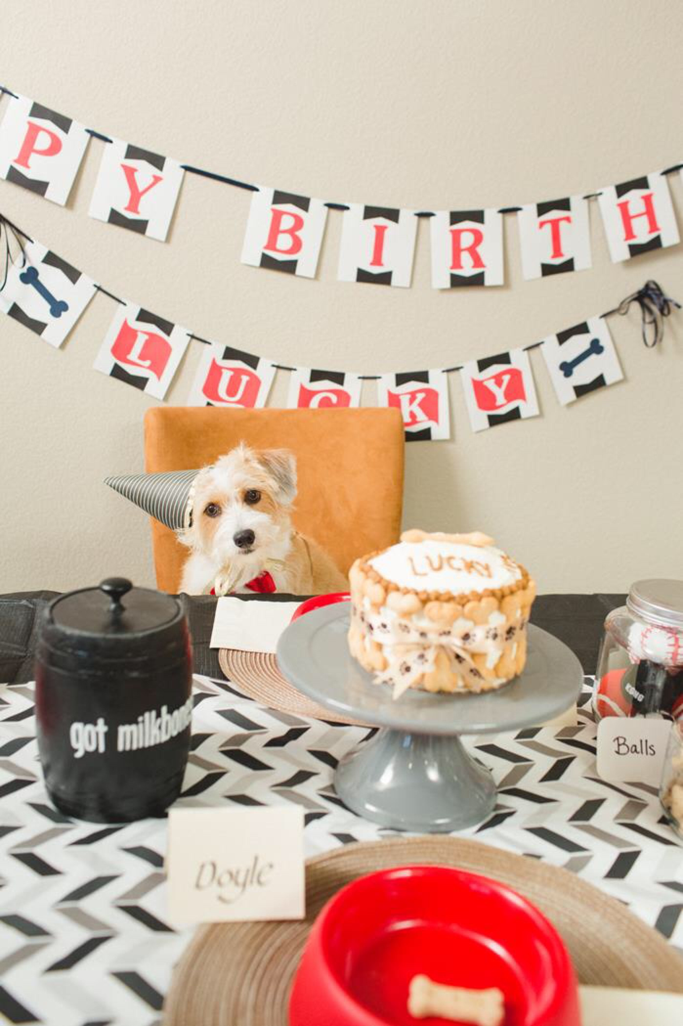 Dog Birthday Gift Ideas
 5 Dog Birthday Parties Better Than Yours