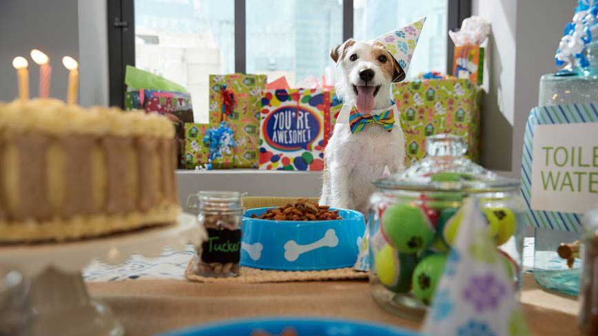 Dog Birthday Gift Ideas
 How to Throw a Worry Free Dog Birthday Party