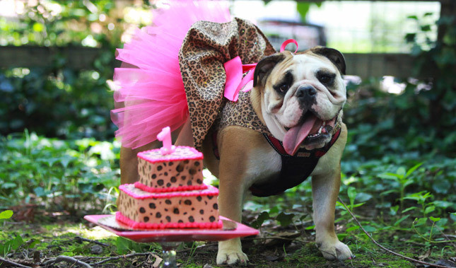 Dog Birthday Party
 Dog Birthday Parties – Bullyfambamblog