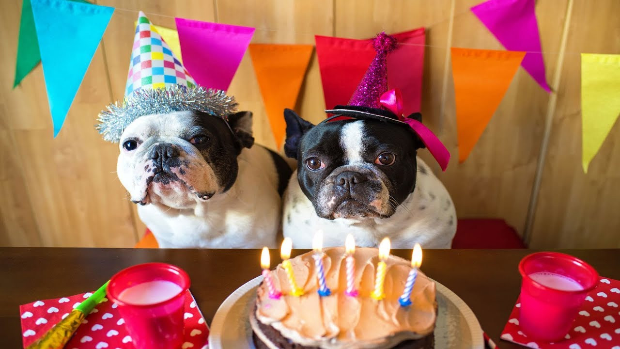 Dog Birthday Party
 DIY 3 Ways to Throw the Best Dog Birthday Party Ever