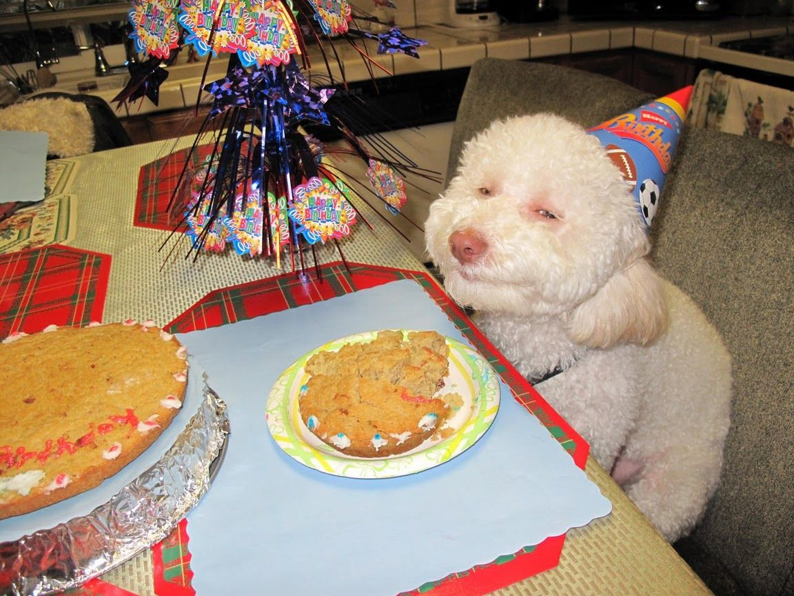 Dog Birthday Party
 Birthday Dog