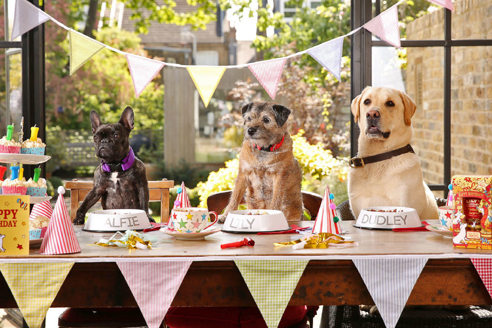 Dog Birthday Party
 5 Ways To Make Your Pooch s Birthday Party Perfect