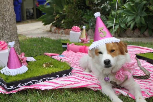 Dog Birthday Party
 Dog Birthday Party Ideas
