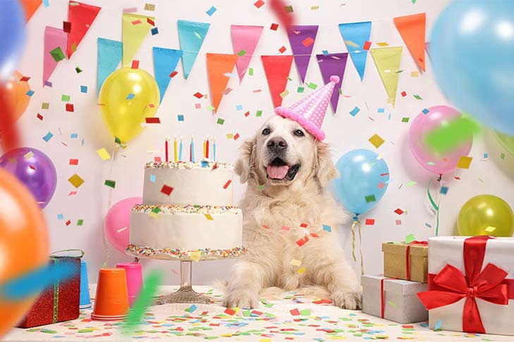 Dog Birthday Party
 Happy Birthday Dear Dog How to Throw an Epic Dog