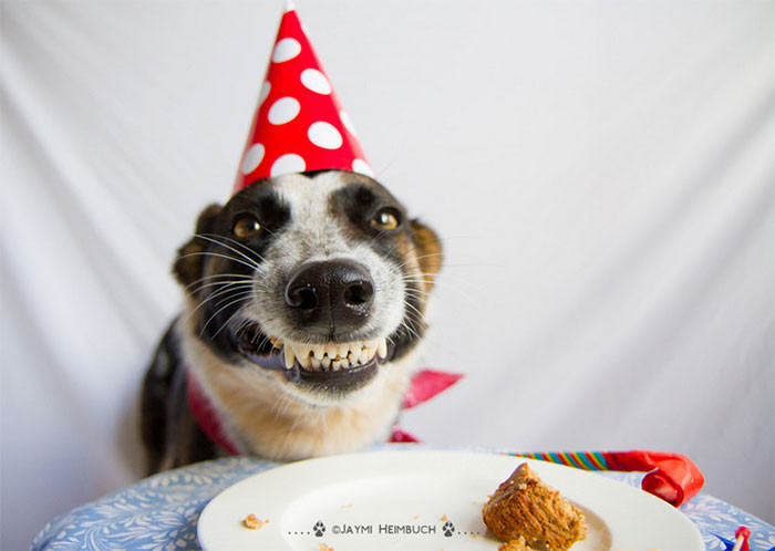 Dog Birthday Party
 10 Pets Having Better Birthday Parties Than You