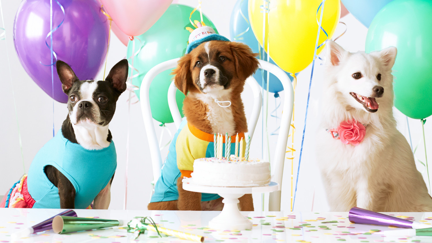 Dog Birthday Party
 This Kindhearted Boy Invited Local Shelter Dogs to His