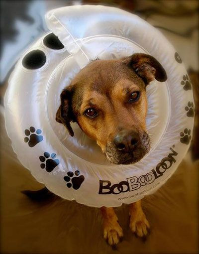 Dog Cone Alternatives DIY
 5 Alternatives to the Cone of Shame