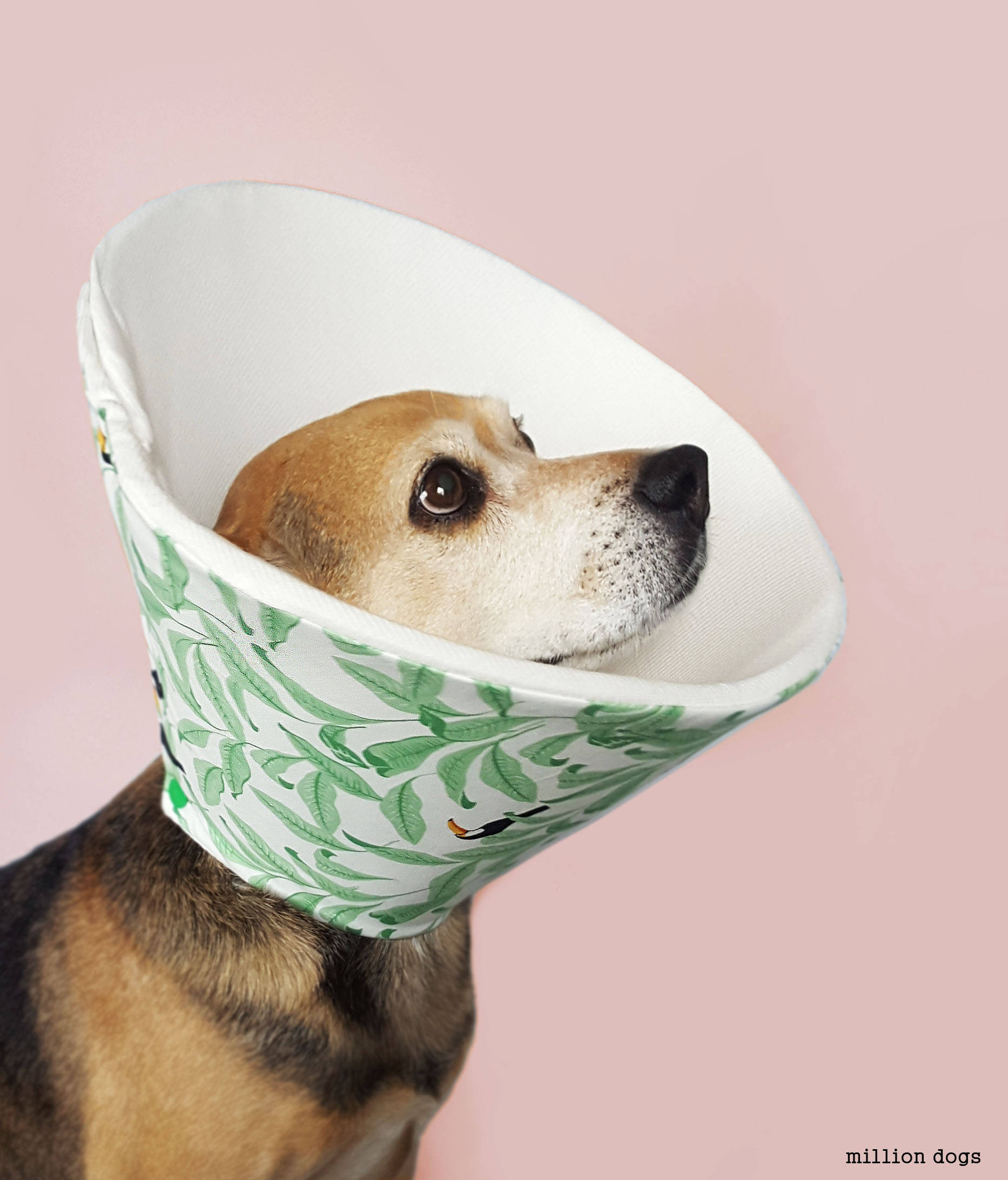 Dog Cone Alternatives DIY
 Diy Elizabethan Collar For Dogs DIY Campbellandkellarteam