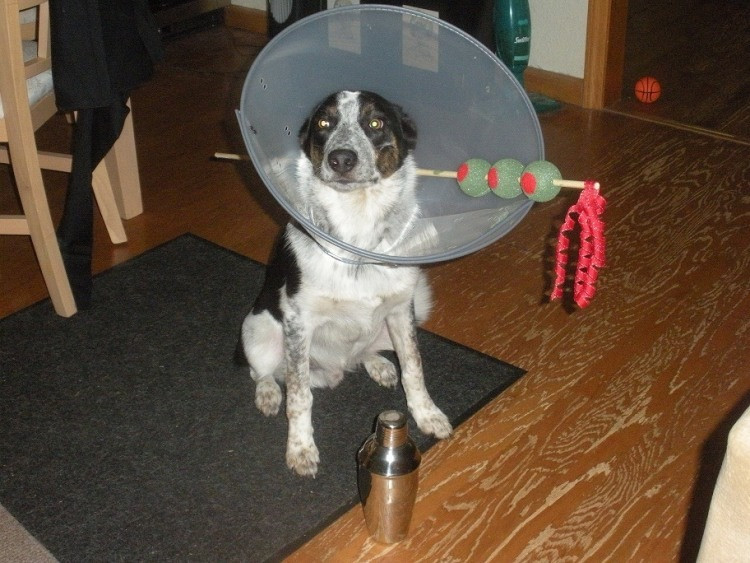 Dog Cone Alternatives DIY
 Can Your Dog Rock The Cone