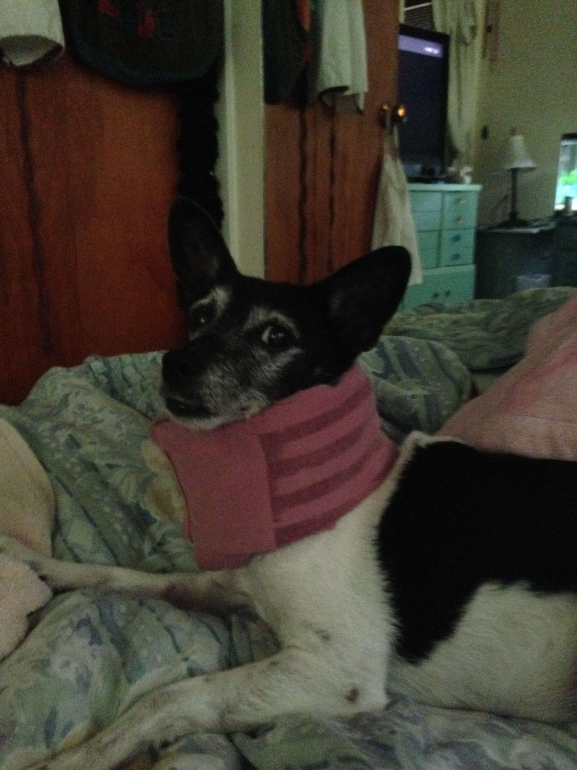 Dog Cone Alternatives DIY
 DIY dog e collar Folded soft t shirt secured with duct