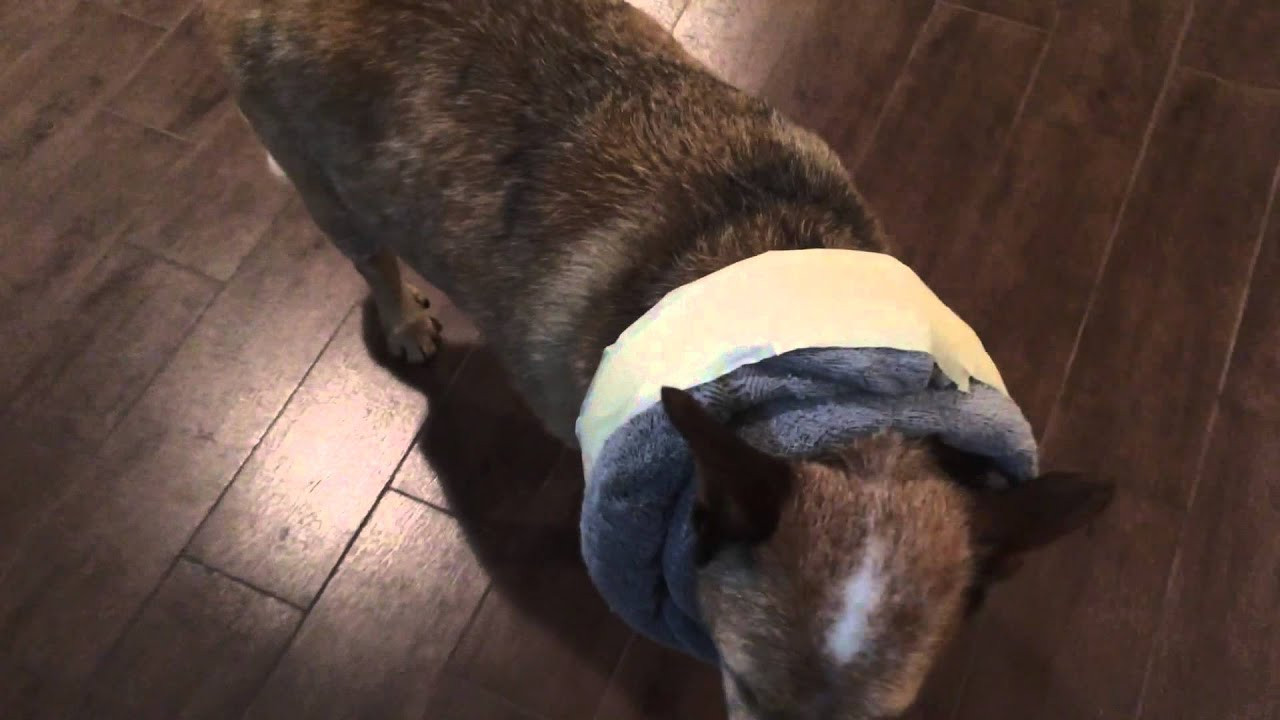 Dog Cone Alternatives DIY
 DIY DOG CONE ALTERNATIVE e collar