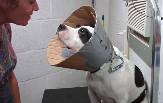 Dog Cone Alternatives DIY
 DIY Cardboard Dog Cone of Shame so much better than