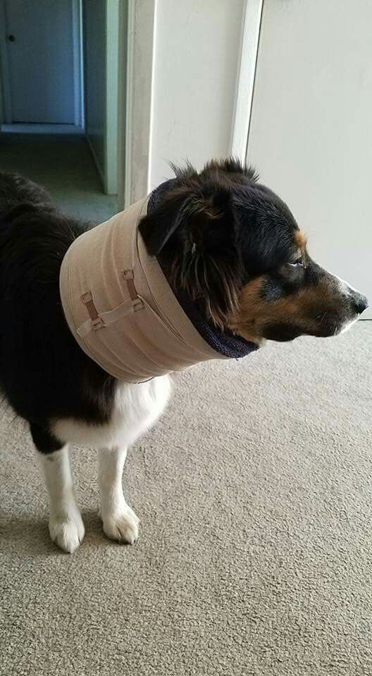 Dog Cone Alternatives DIY
 Homemade cone alternative The cone was banging against