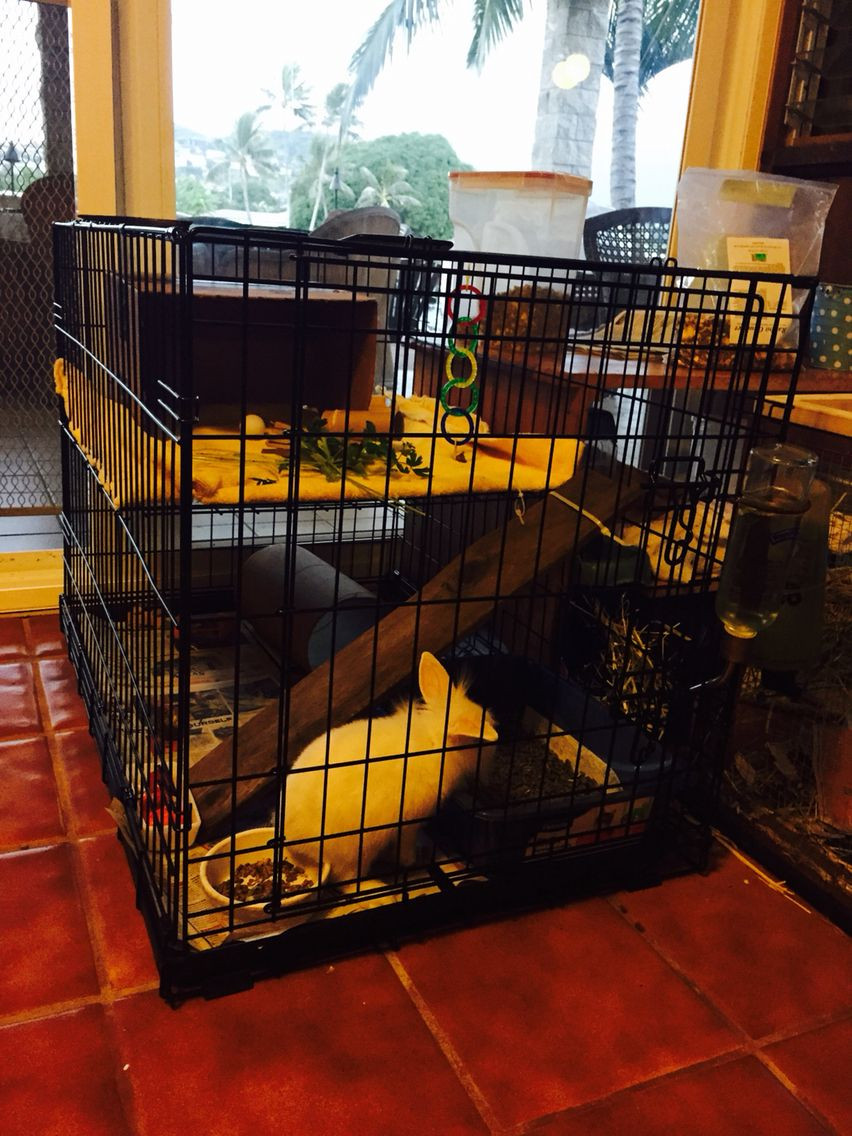 Dog Crate Divider DIY
 Bunny cage from dog crate with divider piece as second
