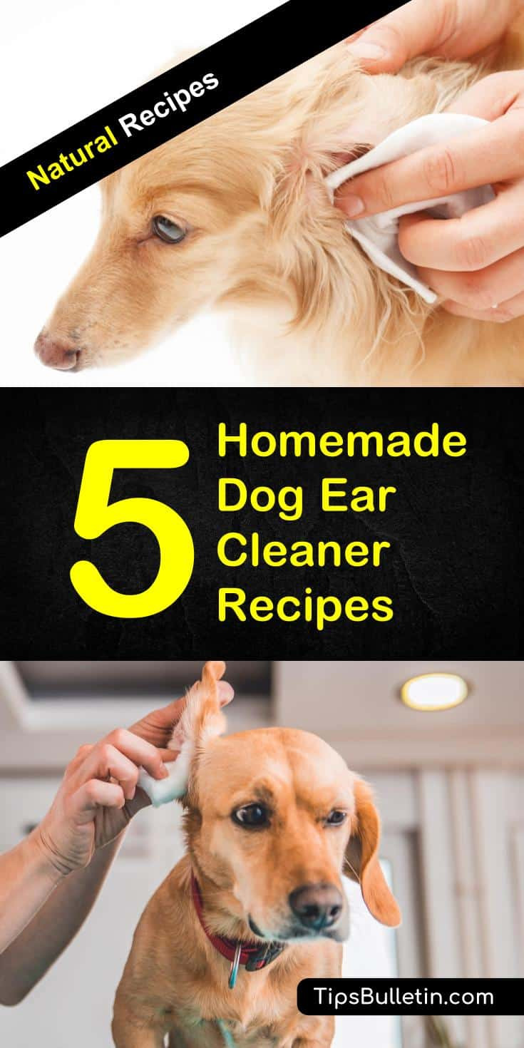 Dog Ear Cleaning Solution DIY
 5 Homemade Dog Ear Cleaner Recipes