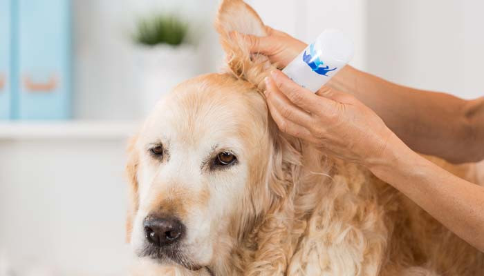Dog Ear Cleaning Solution DIY
 How to Make Homemade Dog Ear Cleaner