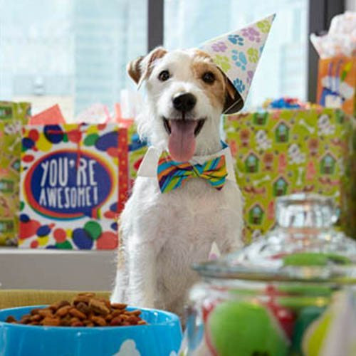 Doggie Birthday Party
 How to Throw a Worry Free Dog Birthday Party