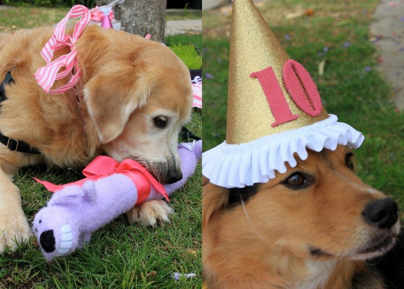 Doggie Birthday Party
 Briar Lola Grover s Doggie Birthday Party The