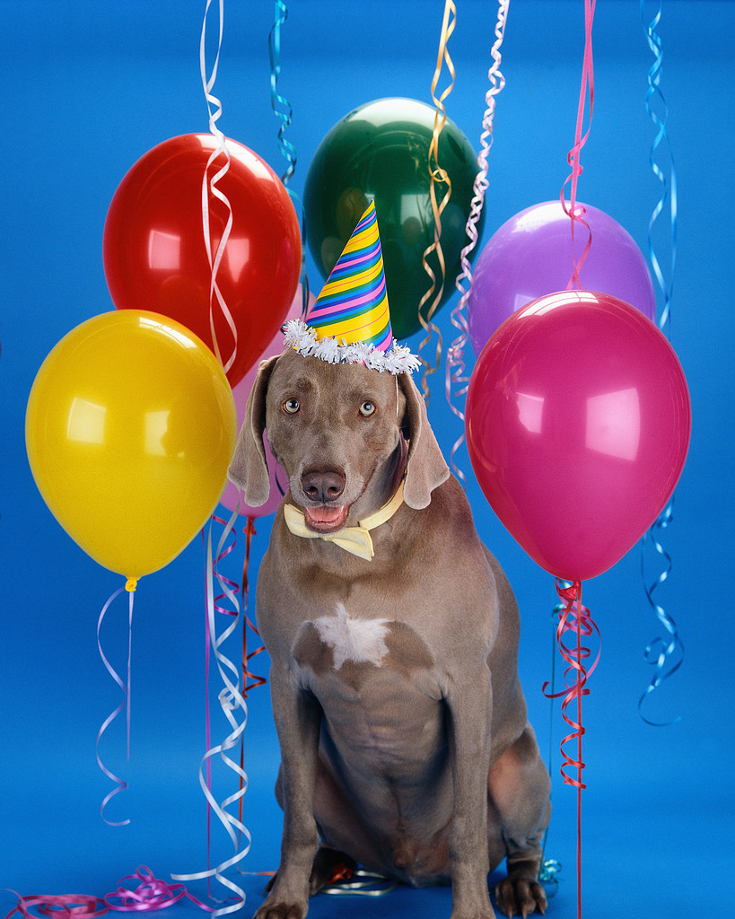 Doggie Birthday Party
 The Love on a Leash Blog Pet Lovers Hosting Lavish Dog