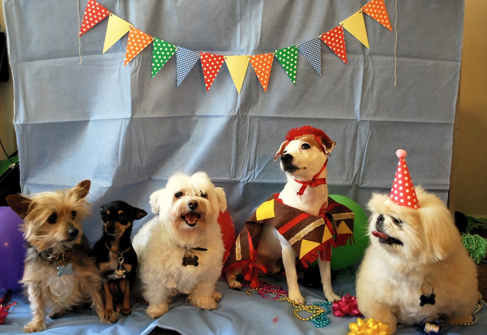 Doggie Birthday Party
 Daydreamer Creator DIY Extraordinaire Dog Birthday Party