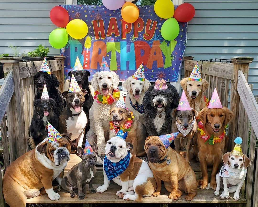 Doggie Birthday Party
 31 Creative and Mind Blowing Gifts For Your Dogs Birthday