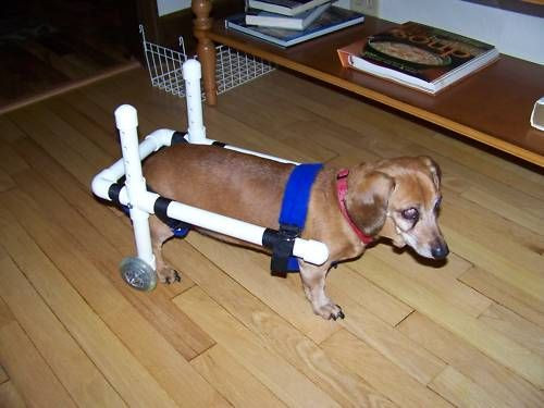 Doggie Wheelchair DIY
 Small Dog Wheelchair Diy Goldenacresdogs