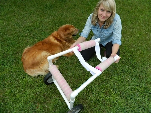 Doggie Wheelchair DIY
 8 Dog DIY Wheelchair Plans Learn How to Build A Dog