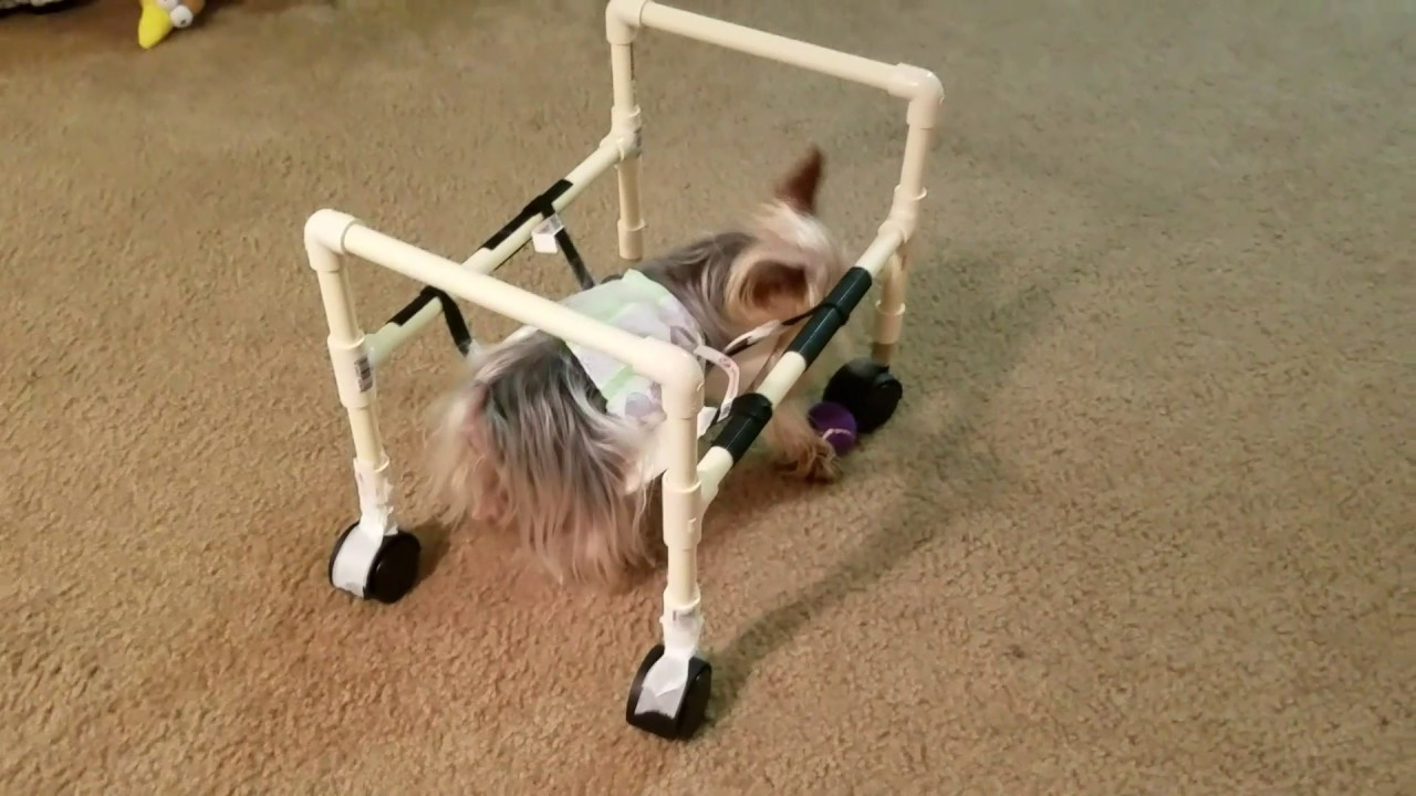 Doggie Wheelchair DIY
 Homemade dog wheelchair