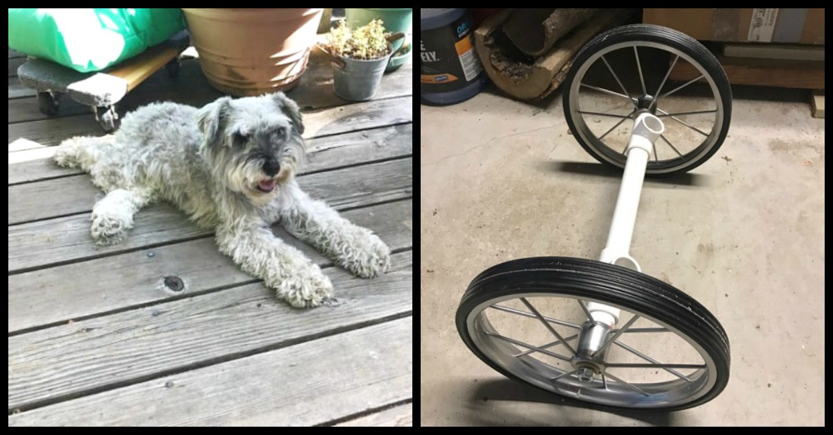 Doggie Wheelchair DIY
 Owner Builds Paralyzed Dog DIY Wheelchair