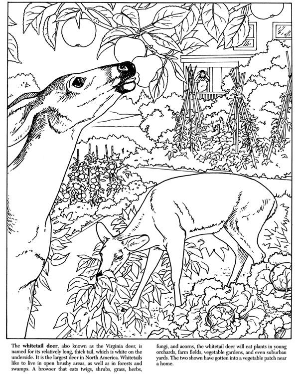 Dover Publications Coloring Books For Adults
 printable dover coloring pages