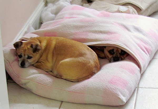 Easy DIY Dog Beds
 Make a Cool “Envelope” Dog Bed
