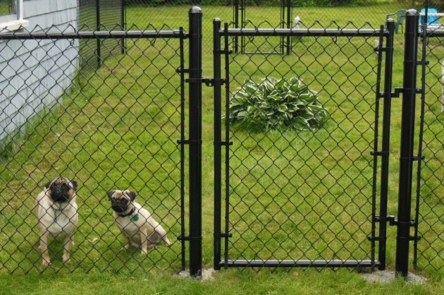 Electric Dog Fence Above Ground
 Electric Fences For Dogs Fence Ideas