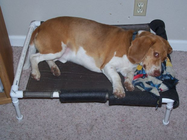 Elevated Dog Beds DIY
 DIY Dog Bed