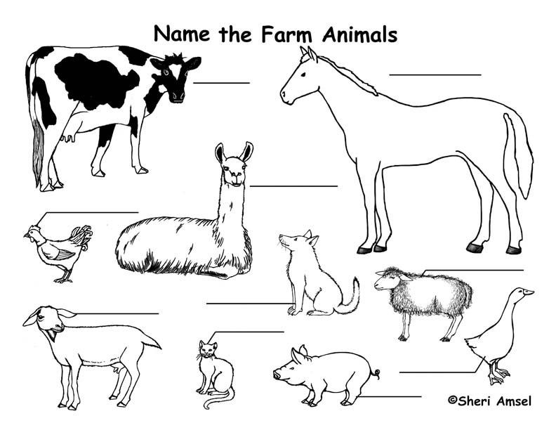 Farm Animal Coloring Pages For Toddlers
 farm animals Farm animals