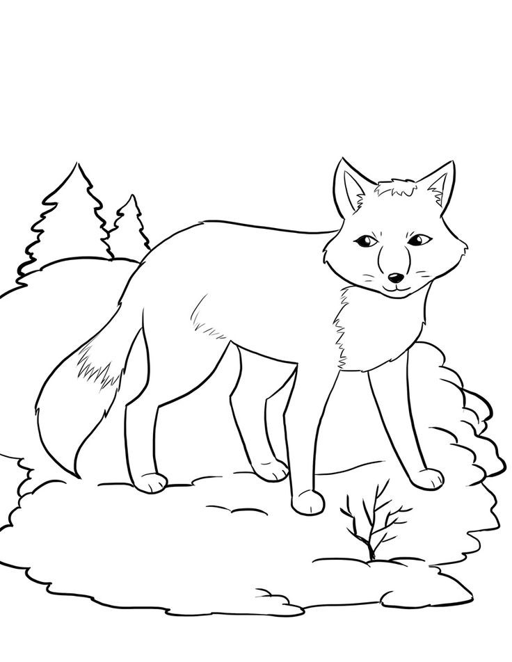 Fox Coloring Pages For Kids
 FREE Artic Fox Coloring Page for Kids winter coloring