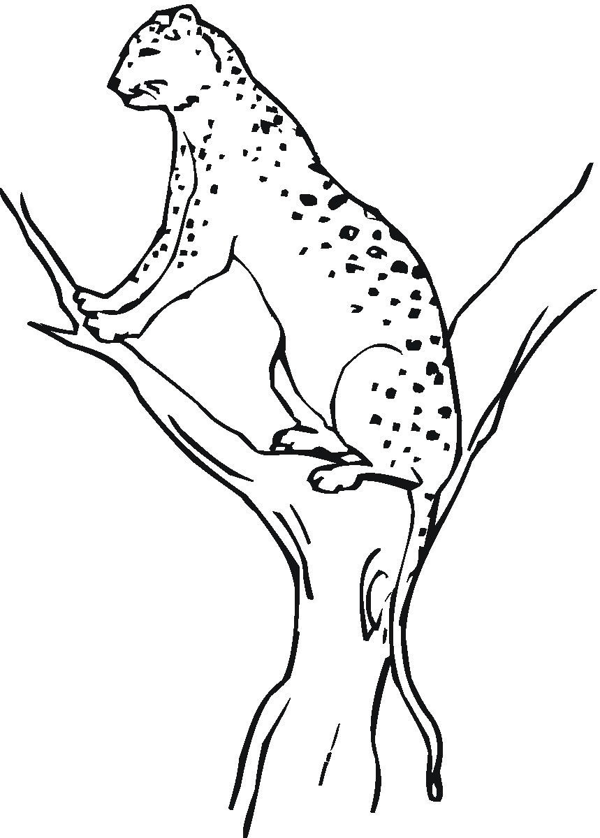 Free Printable Coloring Pages For Toddlers
 Free Printable Cheetah Coloring Pages For Kids