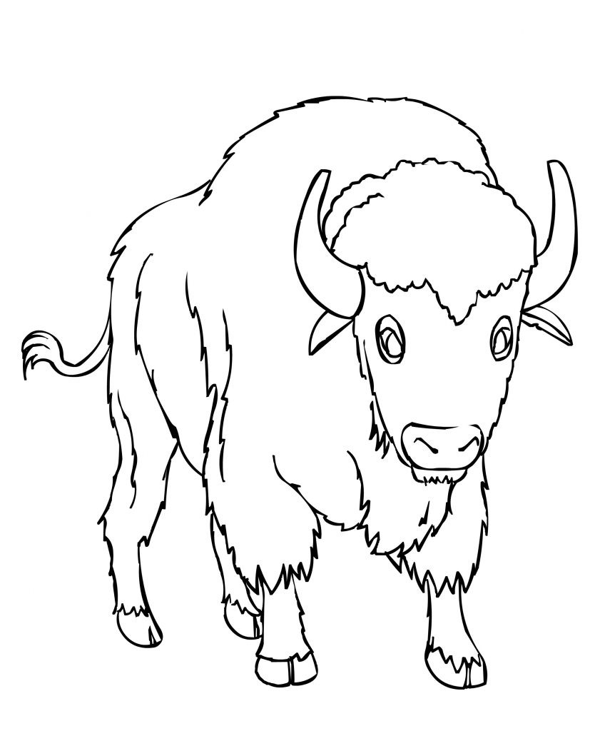 Free Printable Coloring Sheets For Toddlers
 Free Printable Bison Coloring Pages For Kids
