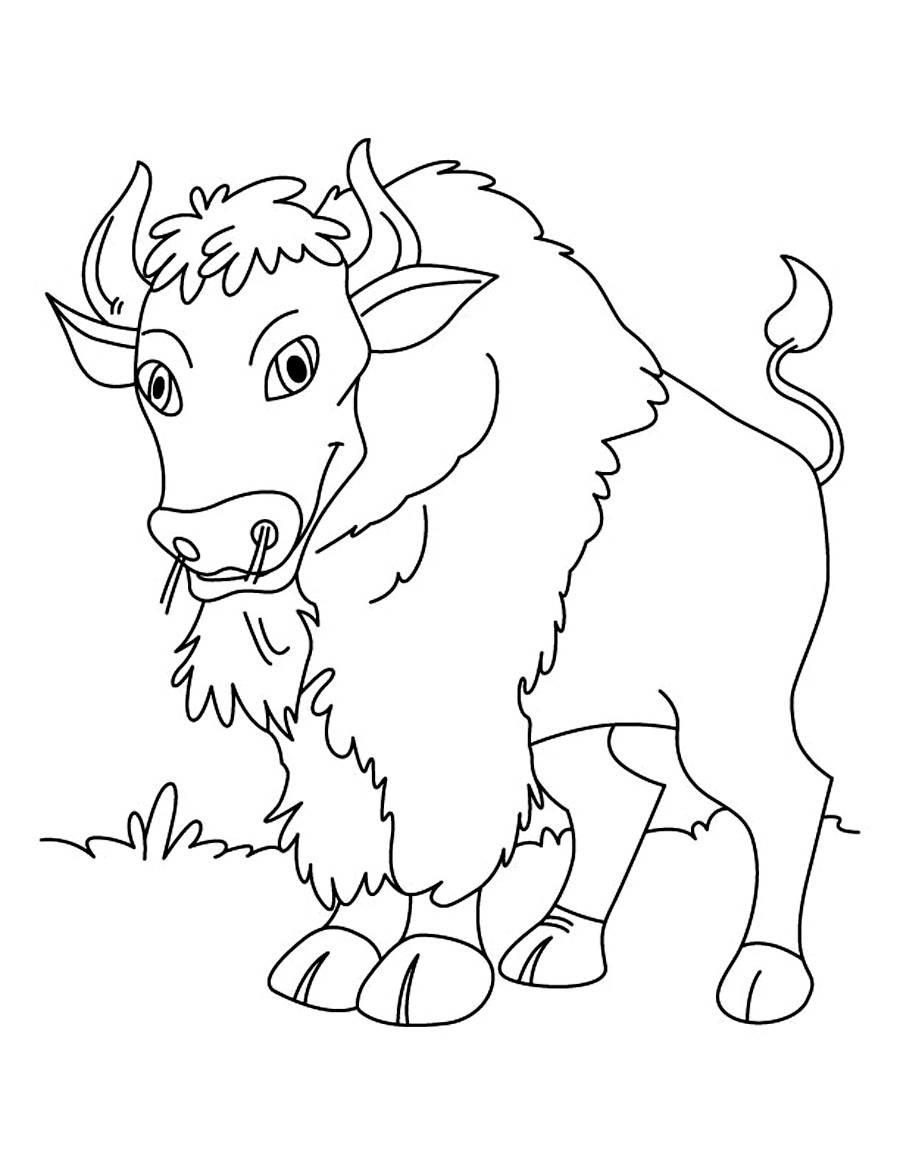 Free Printable Coloring Sheets For Toddlers
 Free Printable Bison Coloring Pages For Kids