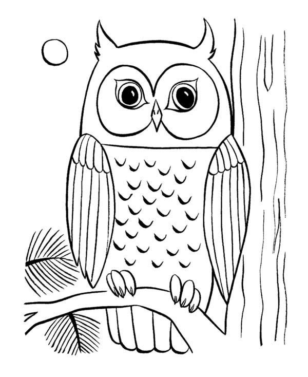 Free Printable Owl Coloring Pages
 coloring pages of owls to print