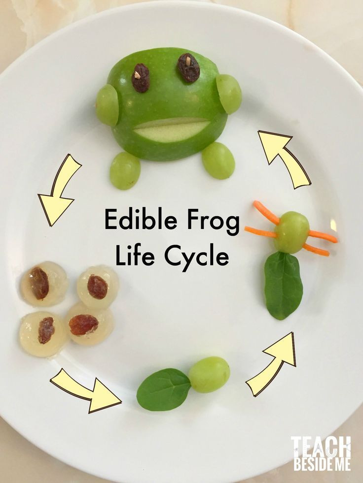 Frog Projects For Preschoolers
 Edible Frog Life Cycle Snack