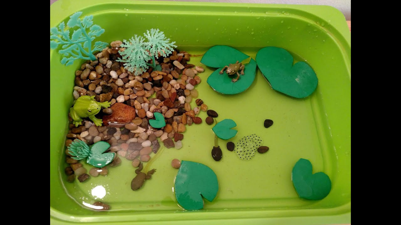 Frog Projects For Preschoolers
 Frog Life Cycle Activities for Children Sensory bin fun