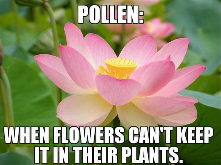 Funny Allergy Quotes
 Funny The Day 34 Pics